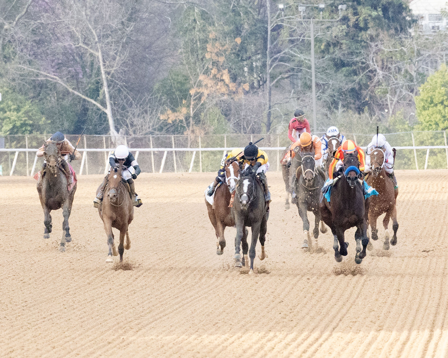 EXPLORA - Honeybee Stakes G3 - 03-01-26 - R09 - OP - Head On 02 - Coady Media - Kurtis Coady Photography