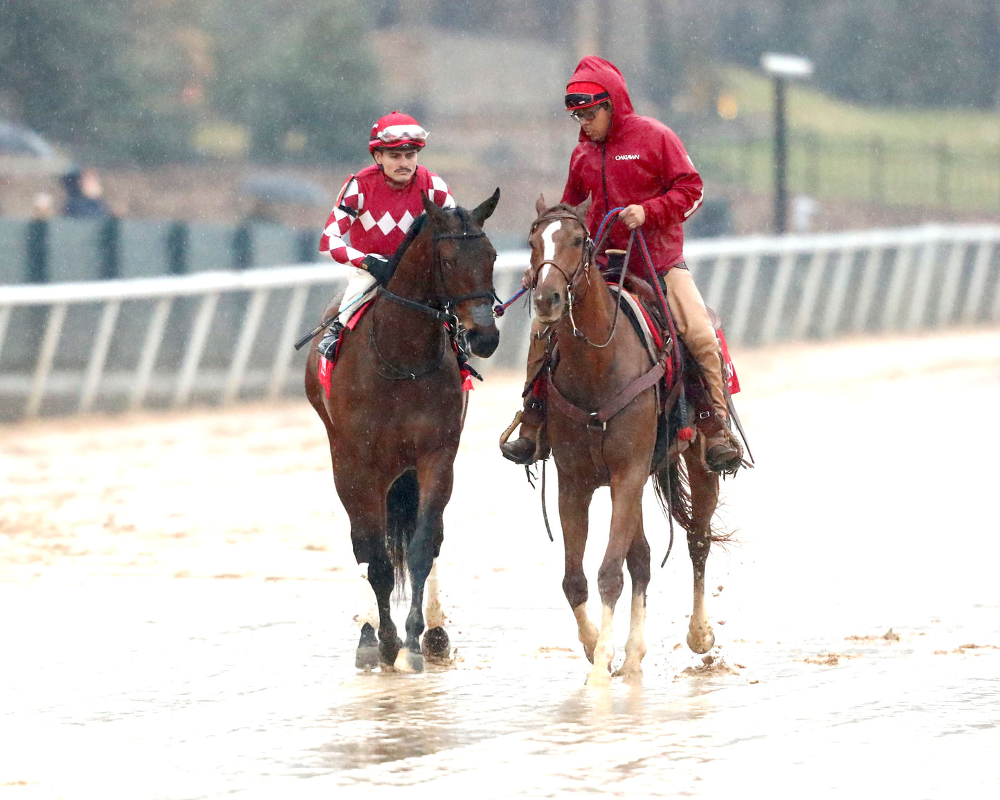 FRENCH FRICTION - The Dixie Belle Stakes - 02-14-26 - R09 - OP - Post Parade 01 - Coady Media - Kurtis Coady Photography