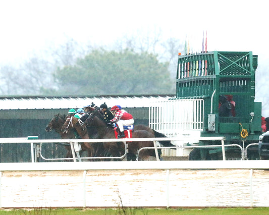 FRENCH FRICTION - The Dixie Belle Stakes - 02-14-26 - R09 - OP - Start 01 - Coady Media - Kurtis Coady Photography