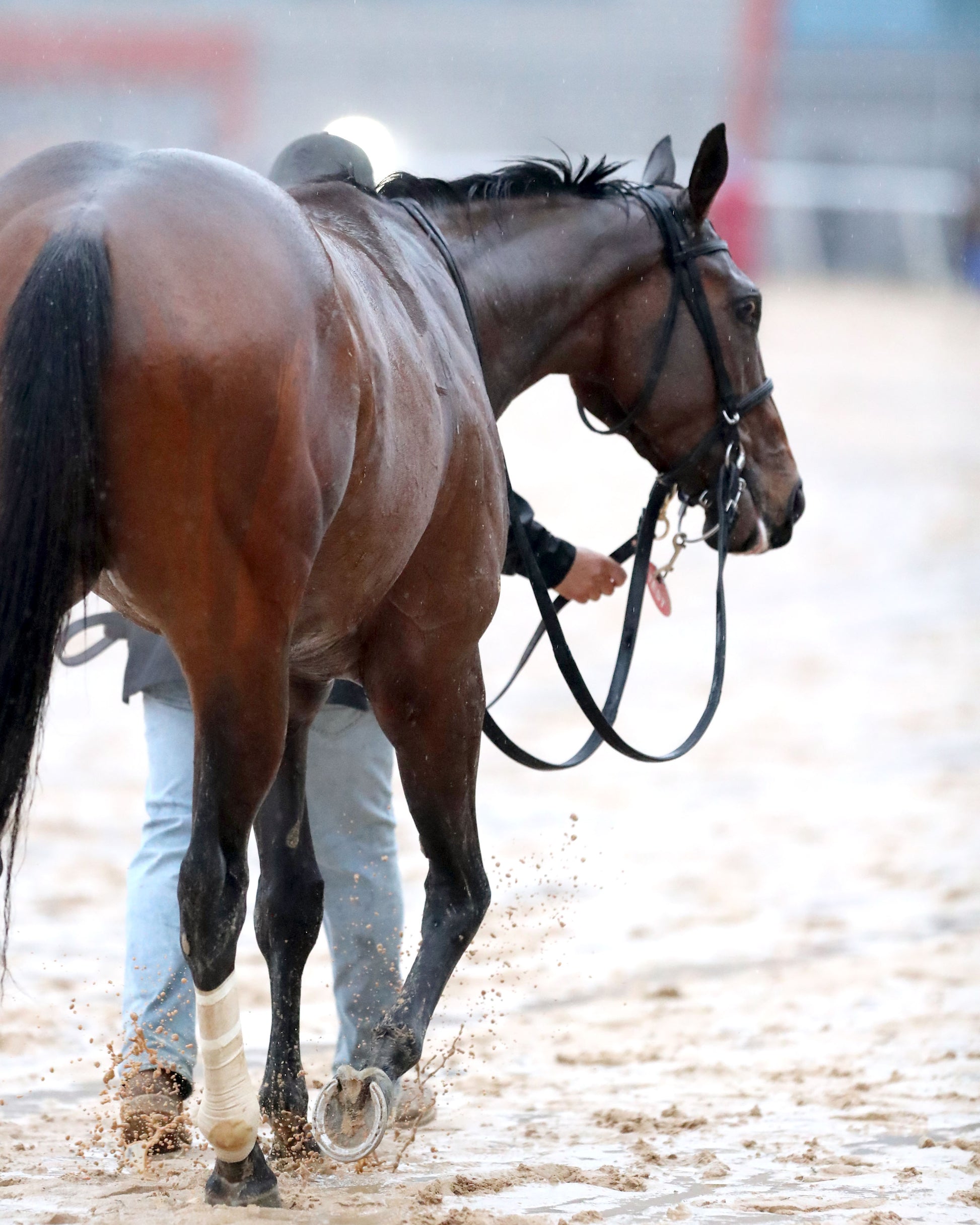 FRENCH FRICTION - The Dixie Belle Stakes - 02-14-26 - R09 - OP - Walk Back 01 - Coady Media - Kurtis Coady Photography