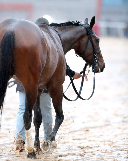 FRENCH FRICTION - The Dixie Belle Stakes - 02-14-26 - R09 - OP - Walk Back 01 - Coady Media - Kurtis Coady Photography