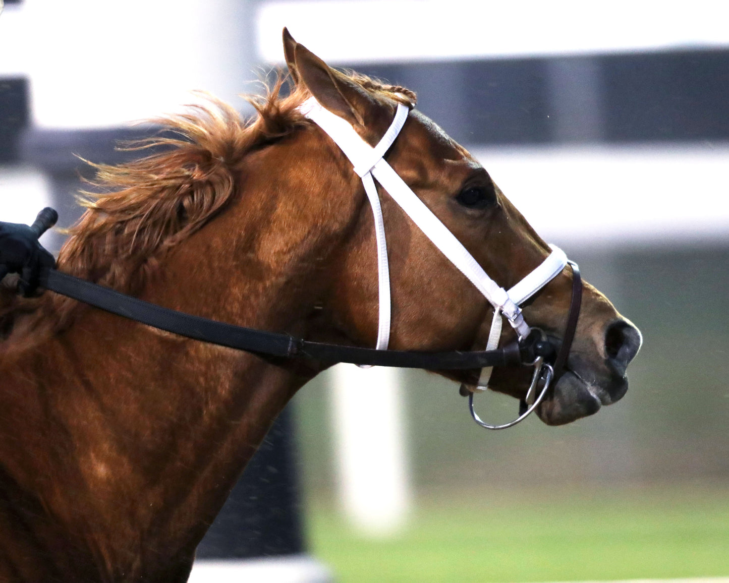 FURTHER ADO - The Kentucky Jockey Club G2 - 11-29-25 - R10 - CD - First Turn 03