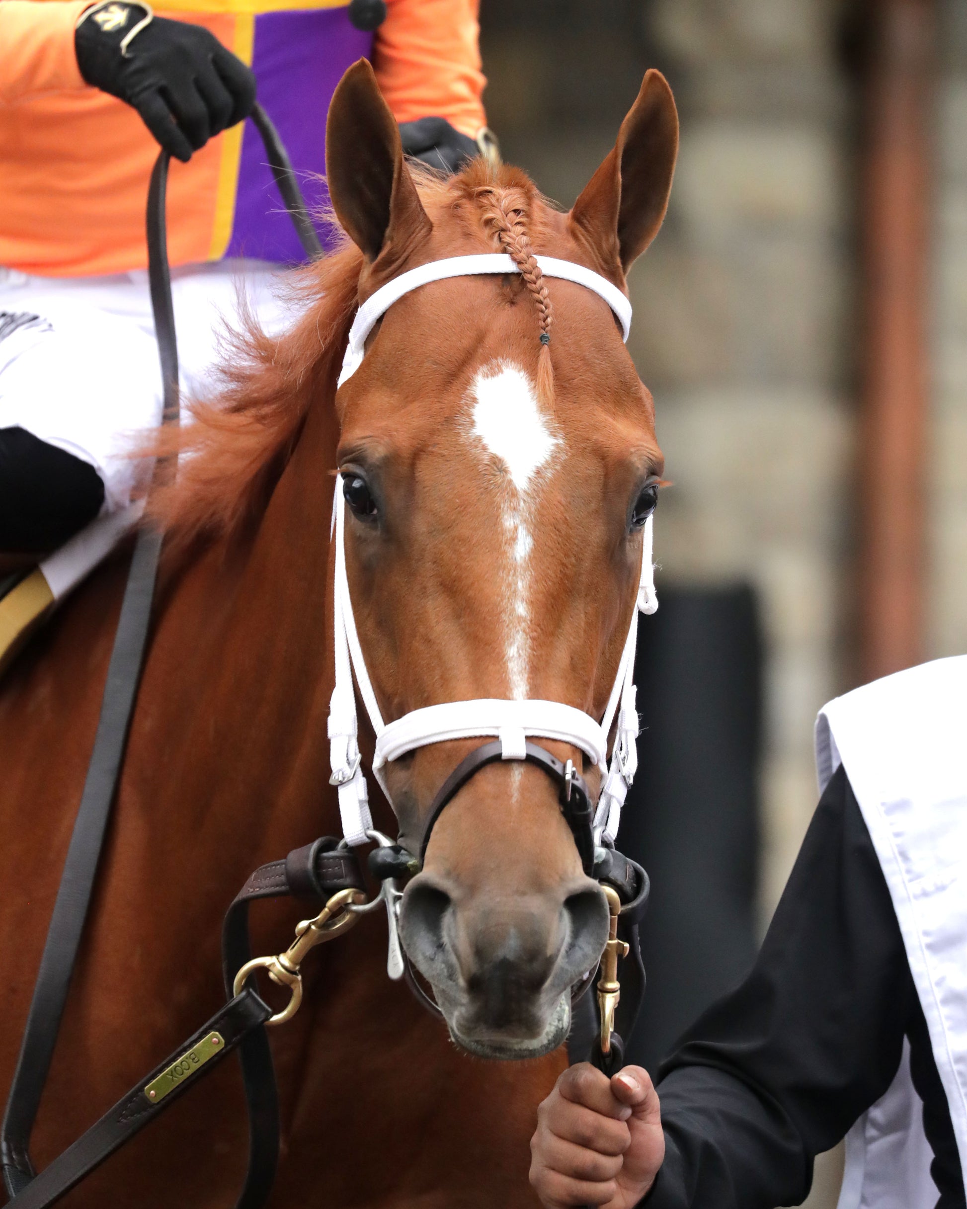 FURTHER ADO - The Toyota Blue Grass G1 - 04-04-26 - R11 - KEE - Paddock Head Shot 01 - Coady Media - Kurtis Coady Photography