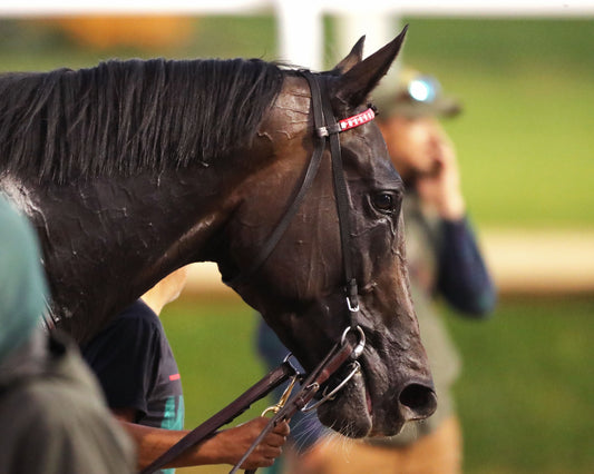 GIOCOSO - 112225 - Race 10 - CD - Post Race 03