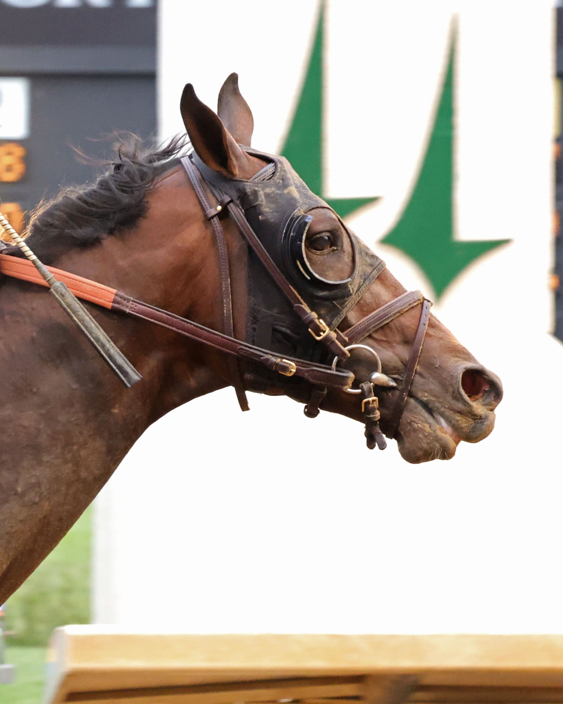 GOLDEN TEMPO - 050226 - Race 12 - CD  The Kentucky Derby G1- 152nd Running - Finish 08 - Coady Media - Kurtis Coady Photography