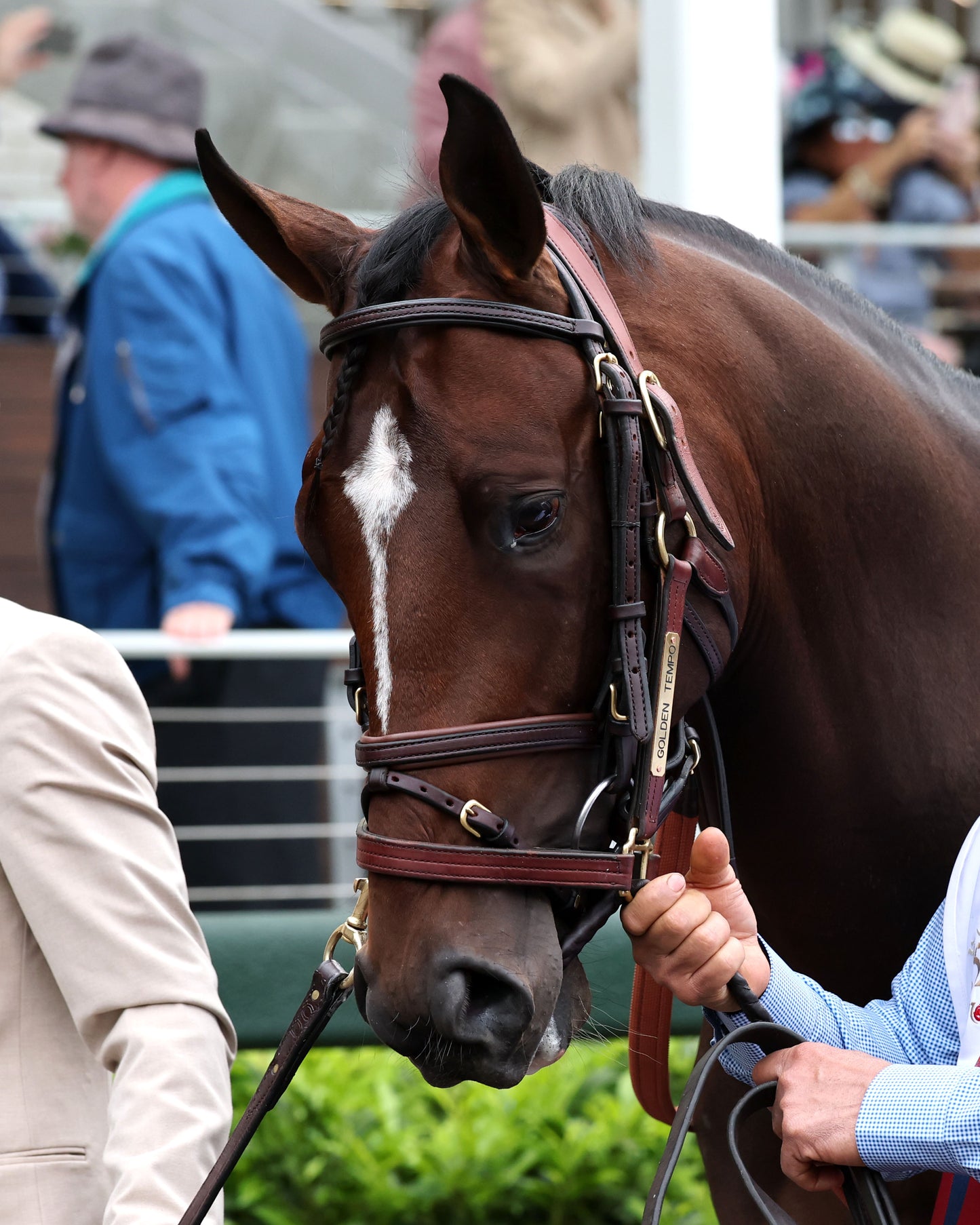 GOLDEN TEMPO - 050226 - Race 12 - CD  The Kentucky Derby G1 - 152nd Running - Paddock 06 - Coady Media - Kurtis Coady Photography