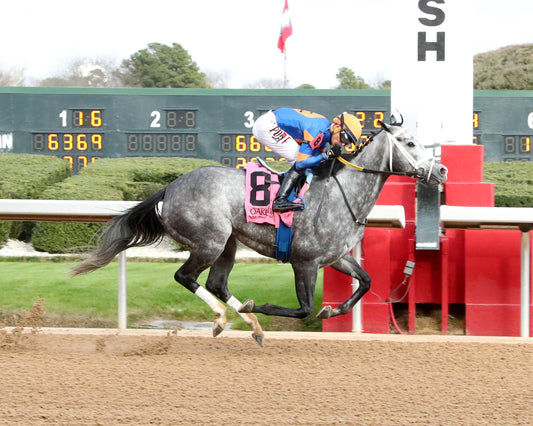 HAULIN ICE - Downthedustyroad Breeder's Stakes - 02-20-26 - R08 - OP - Finish 01 - Coady Media - Kurtis Coady Photography