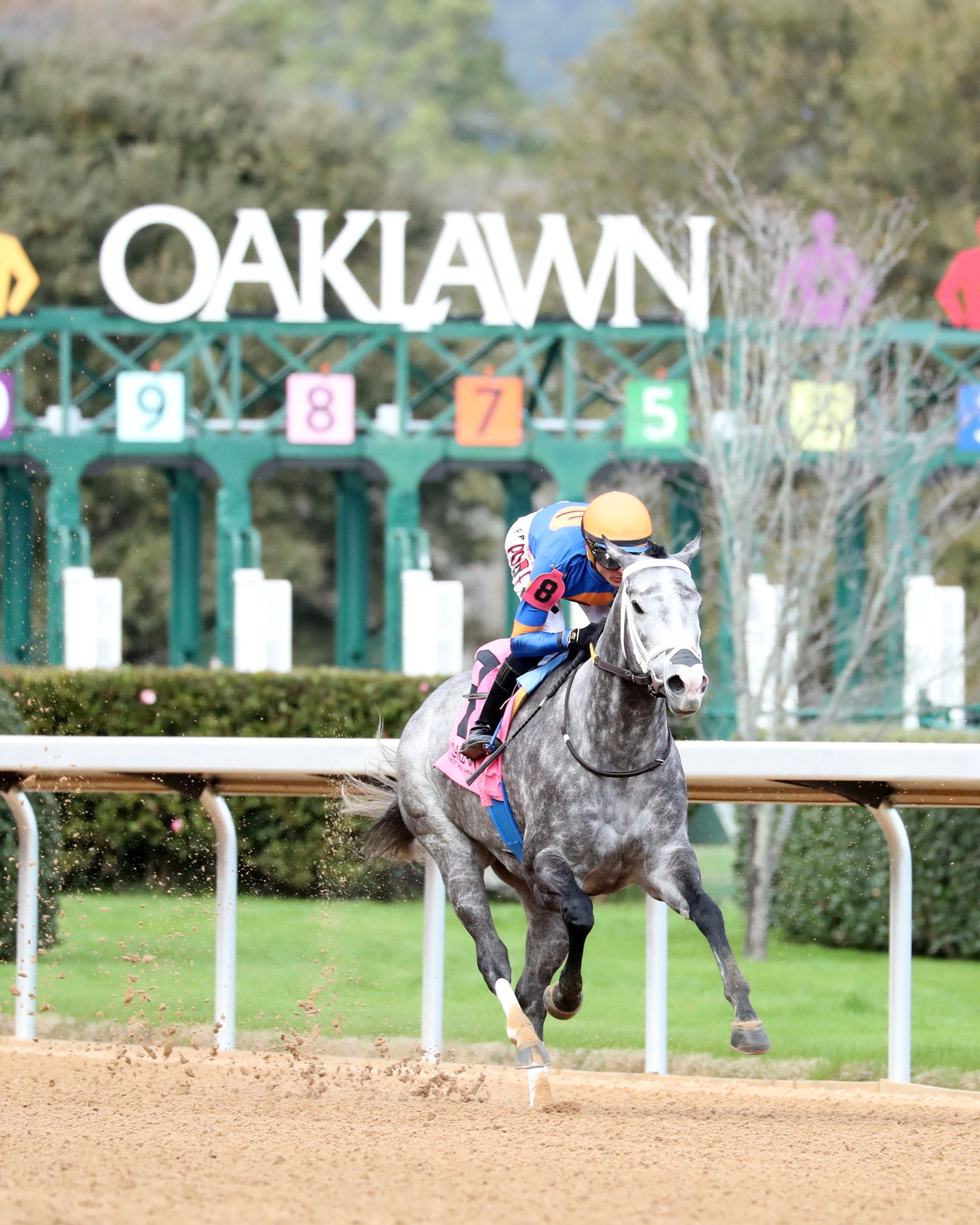 HAULIN ICE - Downthedustyroad Breeder's Stakes - 02-20-26 - R08 - OP - Finish 02 - Coady Media - Kurtis Coady Photography