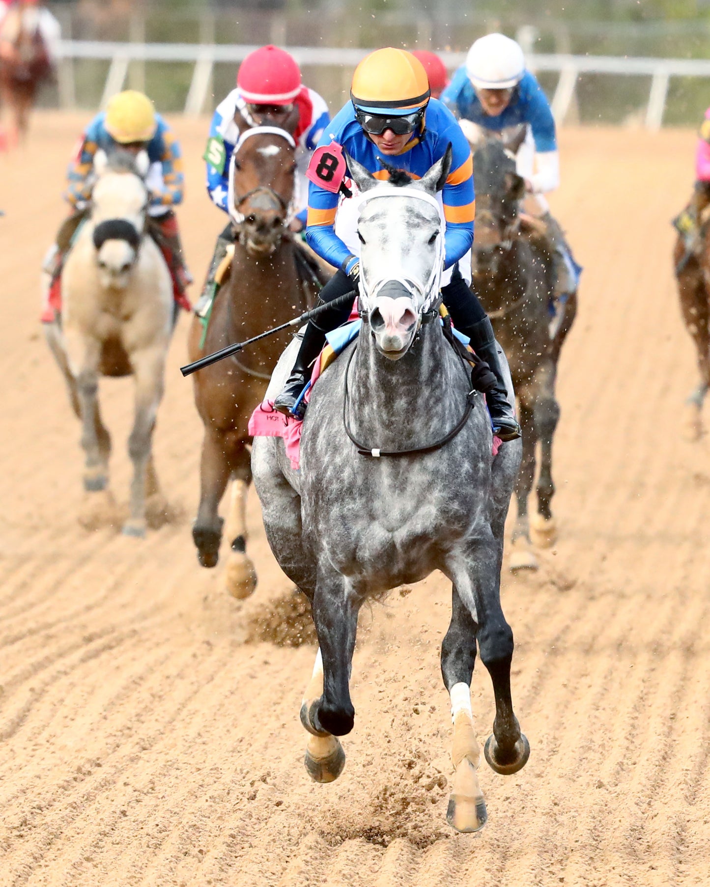 HAULIN ICE - Downthedustyroad Breeder's Stakes - 02-20-26 - R08 - OP - Gallop Out 01 - Coady Media - Kurtis Coady Photography