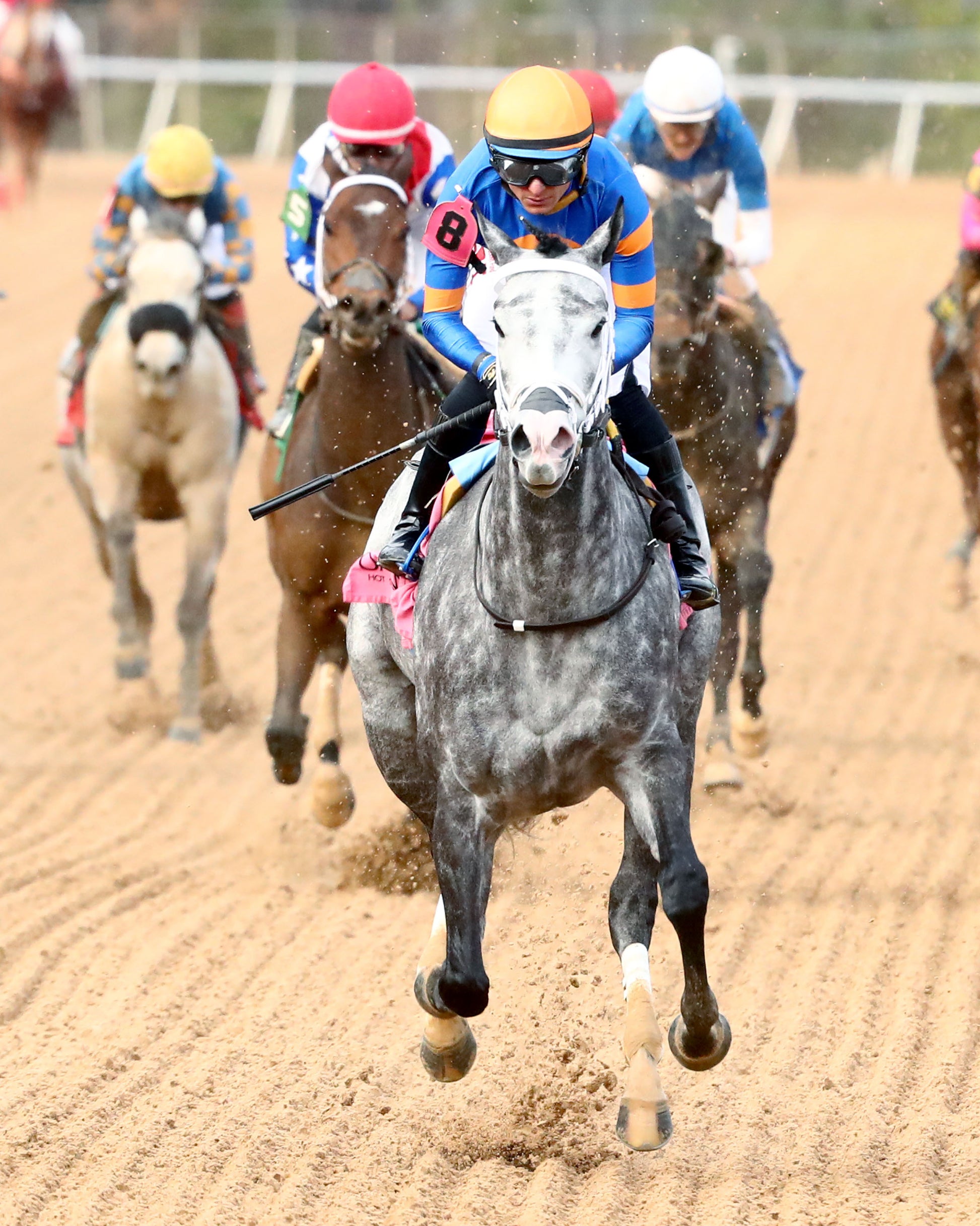 HAULIN ICE - Downthedustyroad Breeder's Stakes - 02-20-26 - R08 - OP - Gallop Out 01 - Coady Media - Kurtis Coady Photography