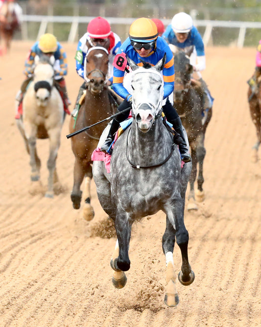HAULIN ICE - Downthedustyroad Breeder's Stakes - 02-20-26 - R08 - OP - Gallop Out 01 - Coady Media - Kurtis Coady Photography