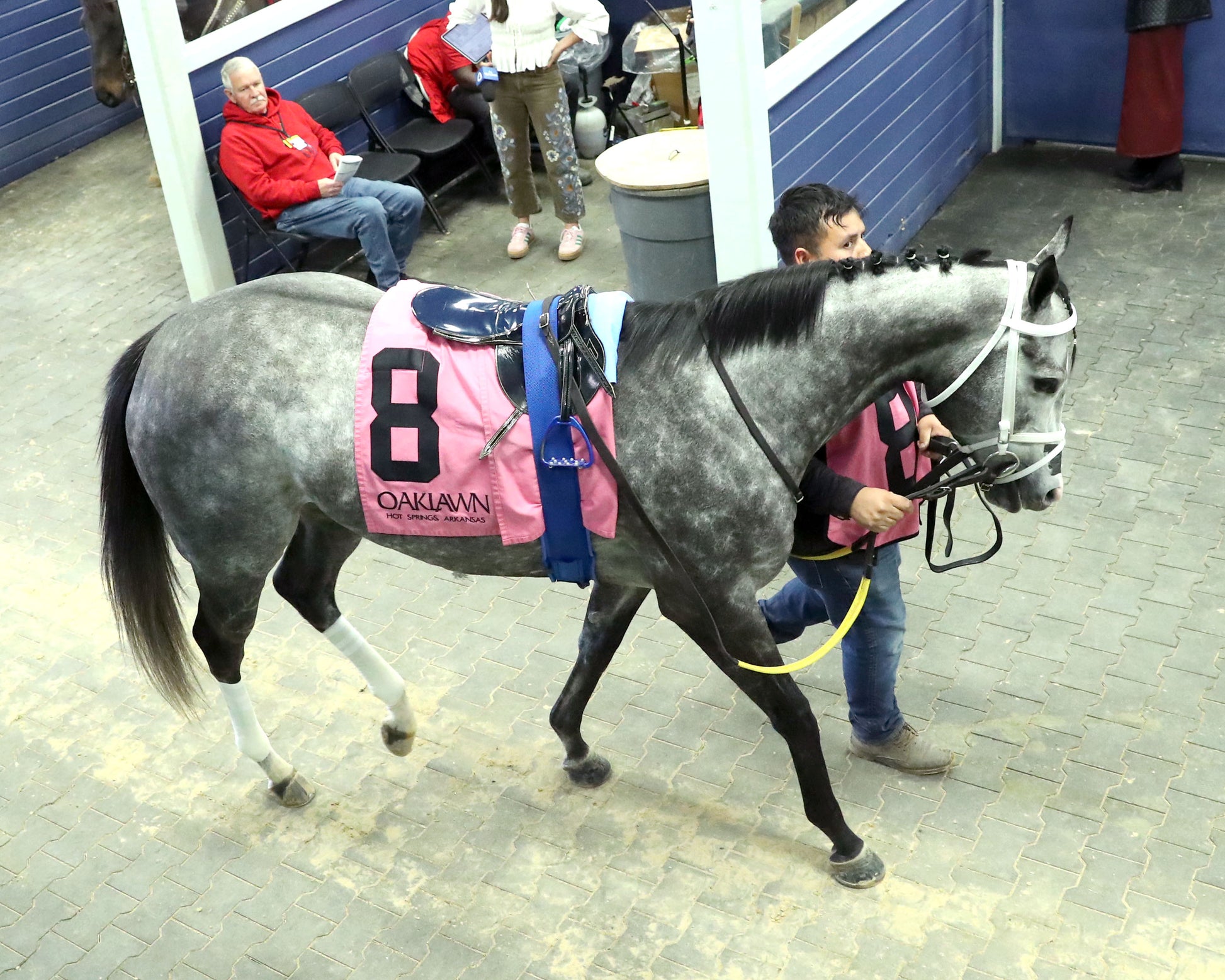 HAULIN ICE - Downthedustyroad Breeder's Stakes - 02-20-26 - R08 - OP - Paddock 01 - Renee Torbit - Coady Media - Kurtis Coady Photography
