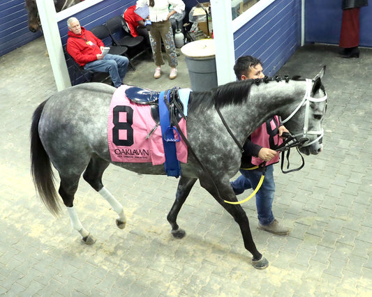 HAULIN ICE - Downthedustyroad Breeder's Stakes - 02-20-26 - R08 - OP - Paddock 01 - Renee Torbit - Coady Media - Kurtis Coady Photography