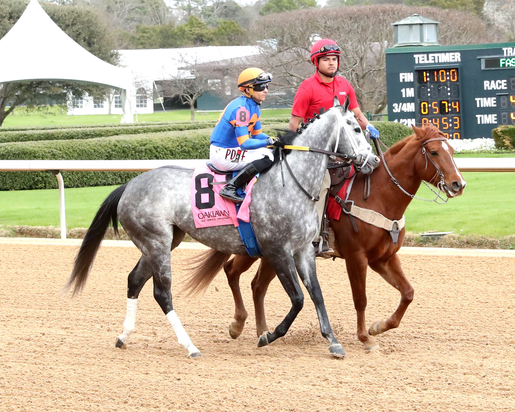 HAULIN ICE - Downthedustyroad Breeder's Stakes - 02-20-26 - R08 - OP - Post Parade 01 - Coady Media - Kurtis Coady Photography