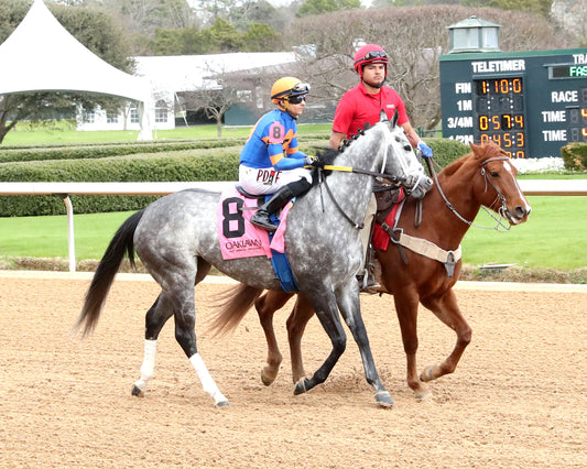 HAULIN ICE - Downthedustyroad Breeder's Stakes - 02-20-26 - R08 - OP - Post Parade 01 - Coady Media - Kurtis Coady Photography