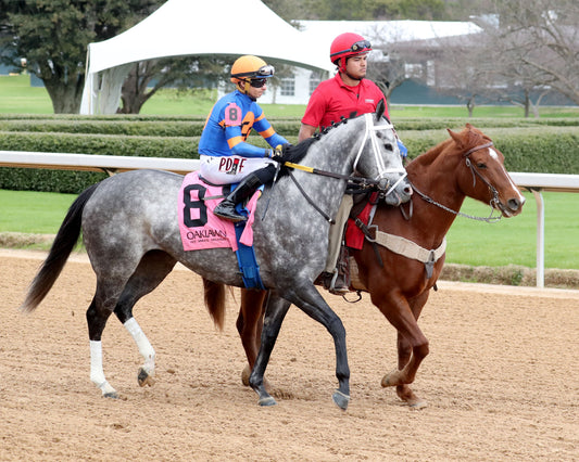 HAULIN ICE - Downthedustyroad Breeder's Stakes - 02-20-26 - R08 - OP - Post Parade 02 - Coady Media - Kurtis Coady Photography