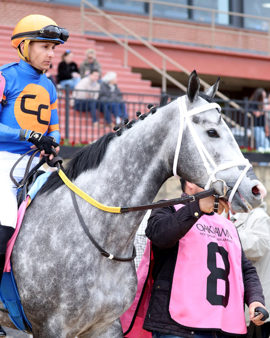 HAULIN ICE - Downthedustyroad Breeder's Stakes - 02-20-26 - R08 - OP - Post Parade 04 - Coady Media - Kurtis Coady Photography