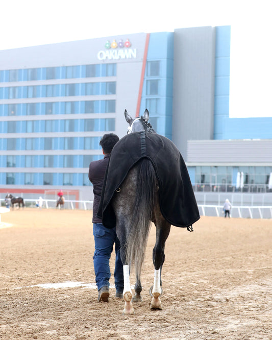 HAULIN ICE - Downthedustyroad Breeder's Stakes - 02-20-26 - R08 - OP - Walkback - Coady Media - Kurtis Coady Photography