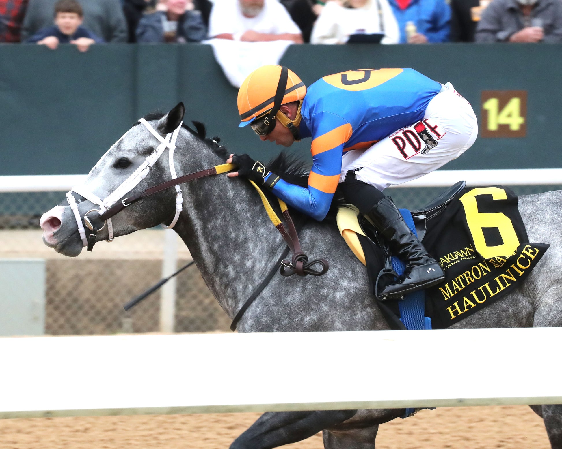 HAULIN ICE - Matron Stakes - 03-27-26 - R09 - OP - Inside Finish 02 - Coady Media - Kurtis Coady Photography