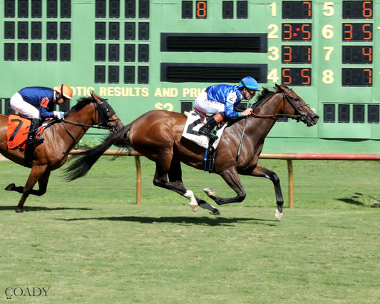 HOPE MISSION - The Ellis Park Turf Stakes - 08-24-25 - R08 - ELP - Finish 01