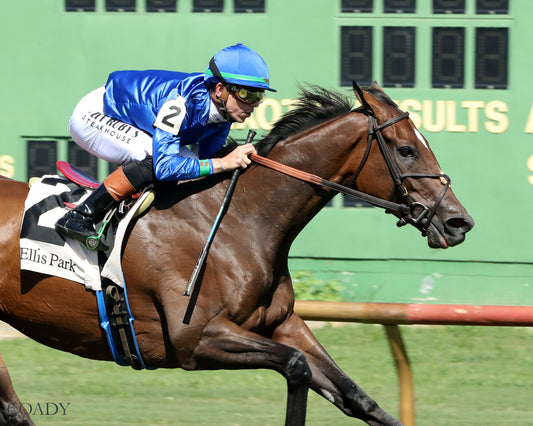 HOPE MISSION - The Ellis Park Turf Stakes - 08-24-25 - R08 - ELP - Finish 03