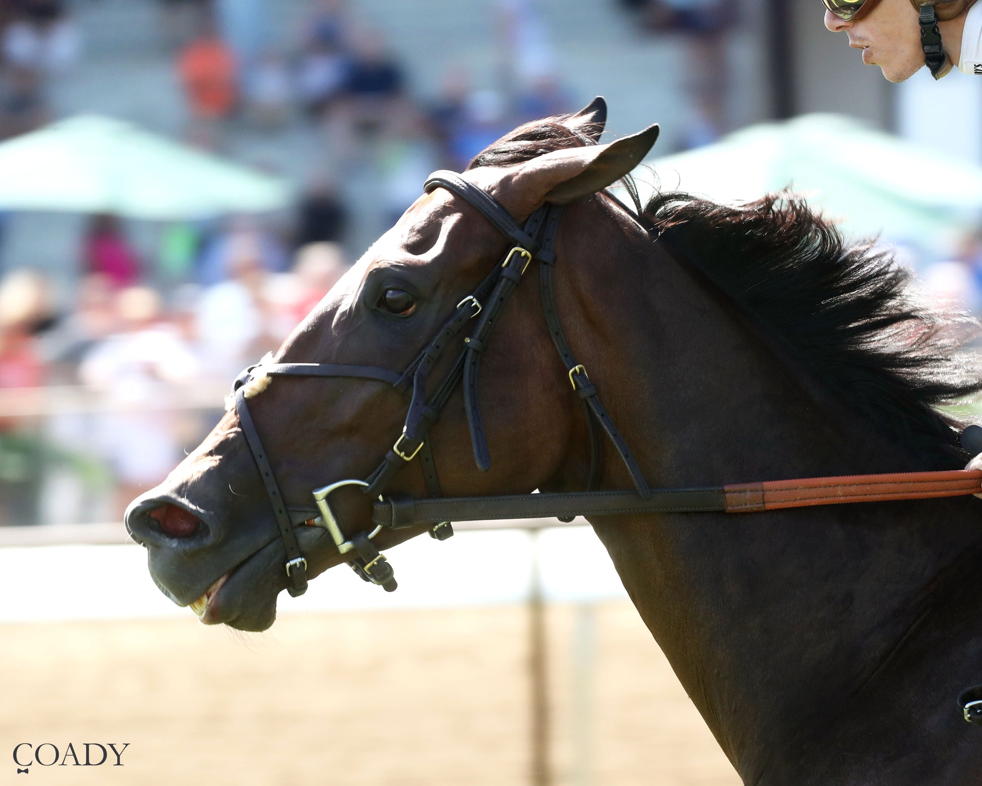 HOPE MISSION - The Ellis Park Turf Stakes - 08-24-25 - R08 - ELP -  Inside Finish 02 - Coady Media - Kurtis Coady Photography