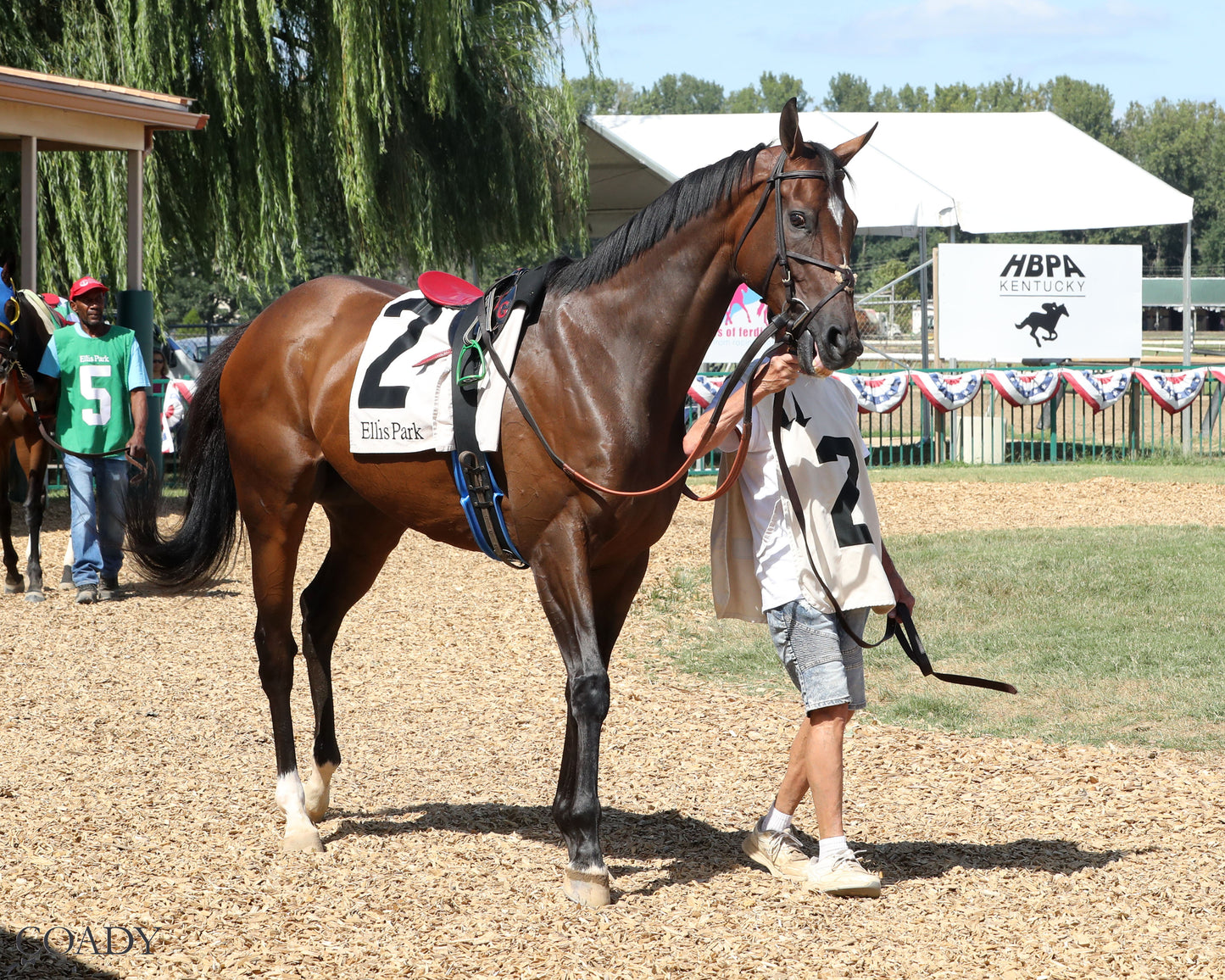 HOPE MISSION - The Ellis Park Turf Stakes - 08-24-25 - R08 - ELP - Paddock 01