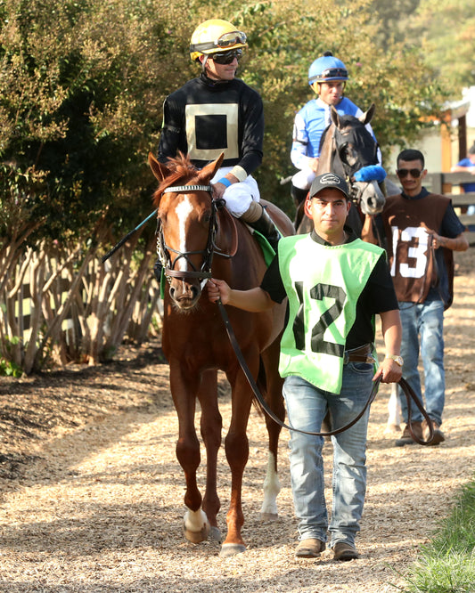 HOW'S AL TODAY - Kentucky Downs Juvenille Mile - 09-09-26 - R11 - KD - Paddock 01