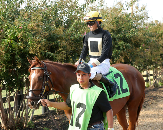 HOW'S AL TODAY - Kentucky Downs Juvenille Mile - 09-09-26 - R11 - KD - Paddock 02