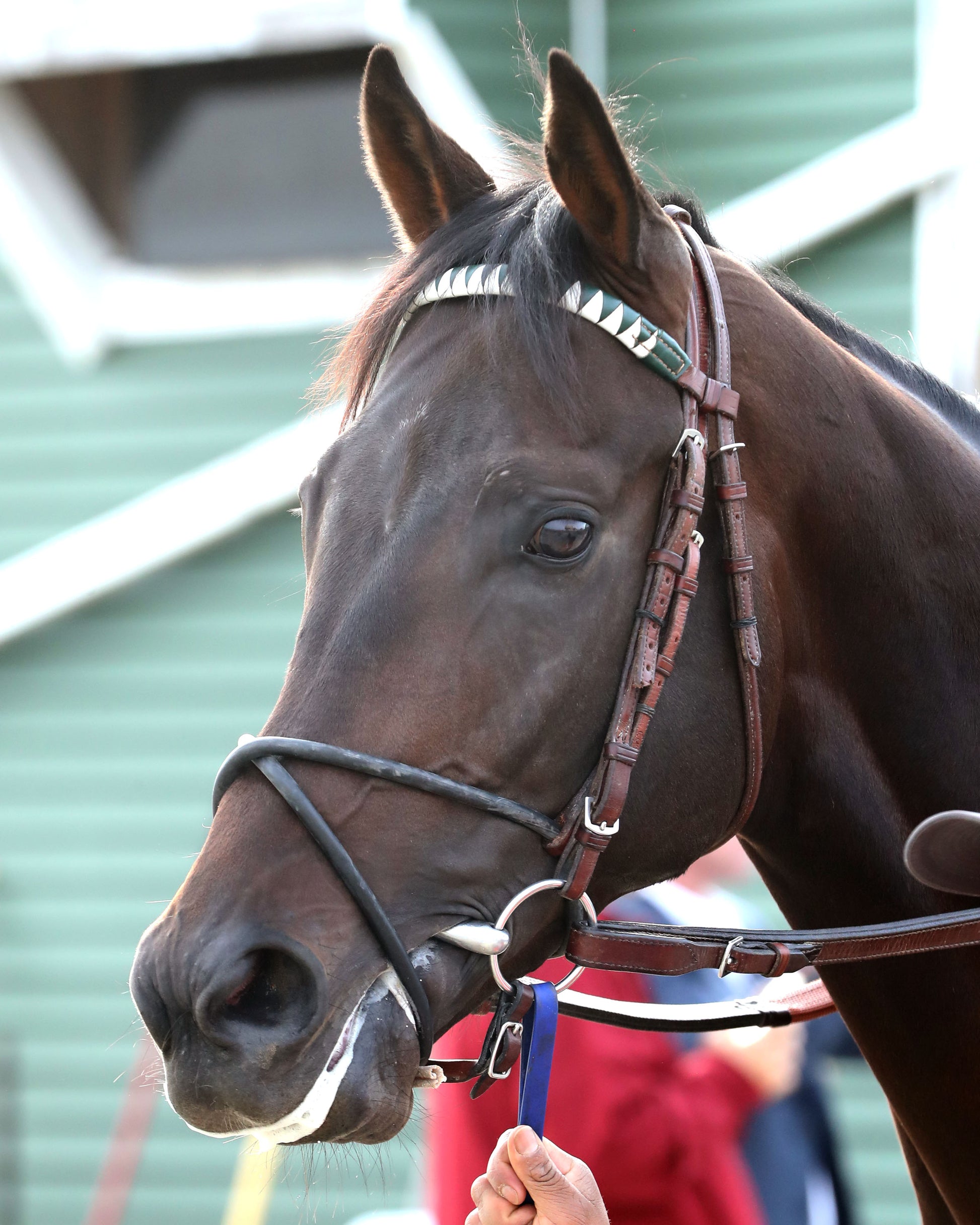 INCREDIBOLT - The Virginia Derby - 03-14-26 - R09 - CNL - Paddock 03 - Coady Media - Kurtis Coady Photography