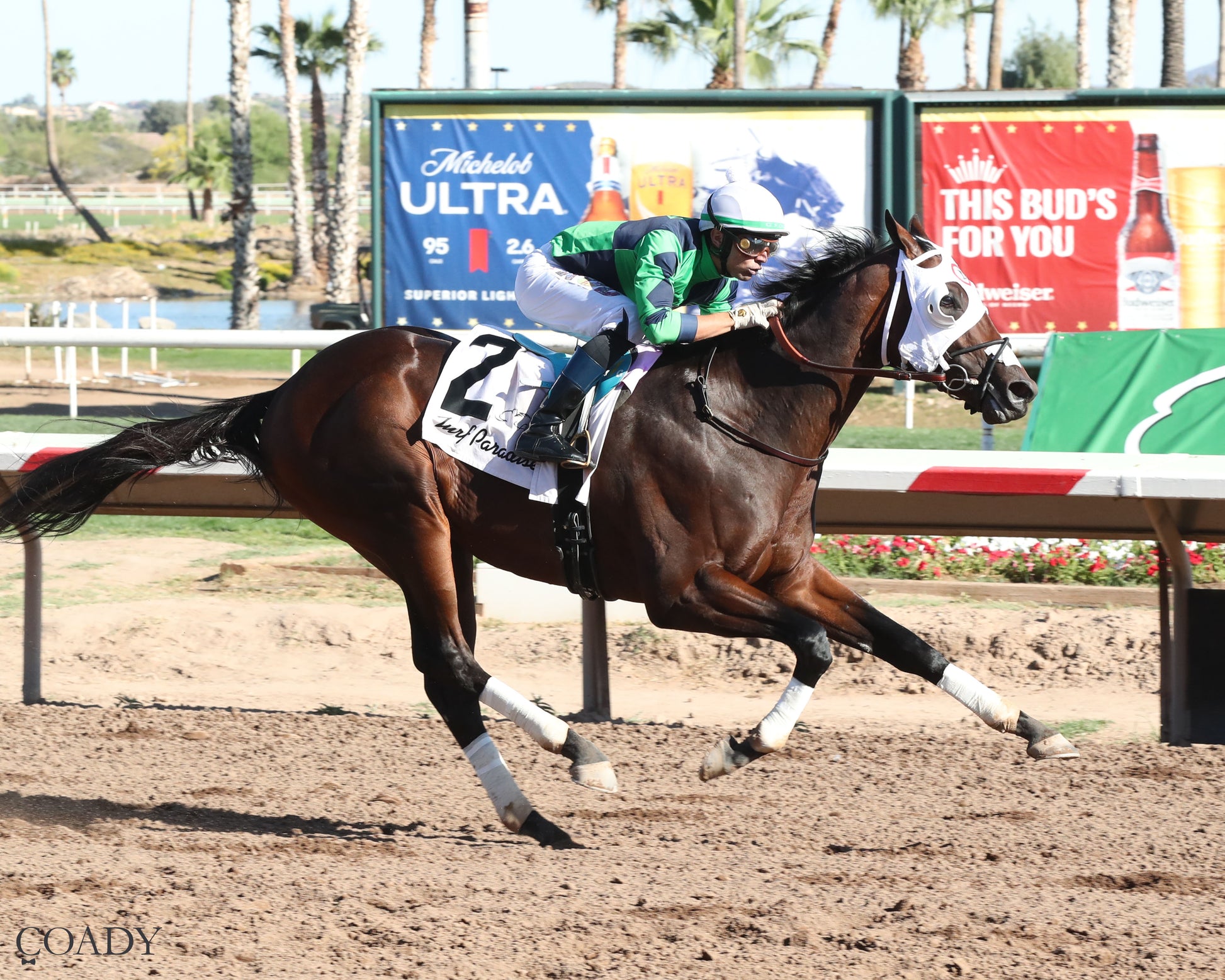 INDEPENDENCE RISE - Turf Paradise Derby - 03-21-26 - R05 - Finish 2 - Coady Media - Kurtis Coady Photography