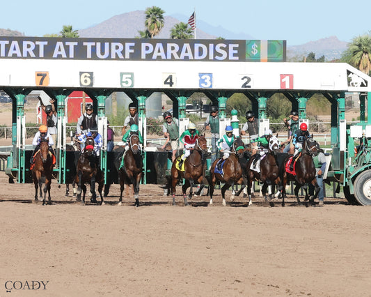 INDEPENDENCE RISE - Turf Paradise Derby - 03-21-26 - R05 - Starting Gate - Coady Media - Kurtis Coady Photography