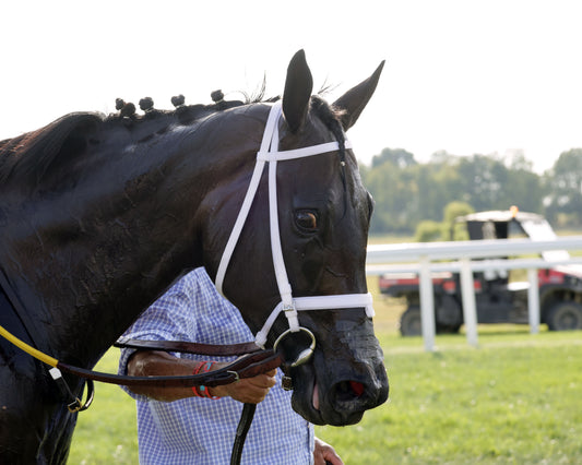 IN OUR TIME - Kentucky Downs Ladies Turf Sprint - G1 - 08-29-26 - R07 - KD - Come Back 05