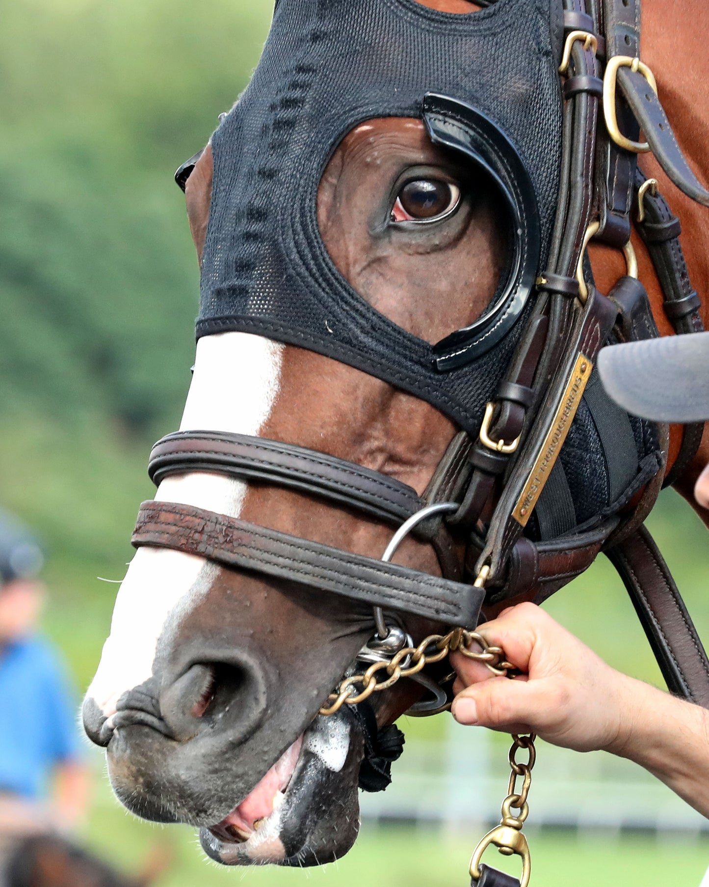 JUSTIFIABLE STEEL - The Princess of Sylmar Stakes - 08-17-26 - R07 - PID - Paddock 02