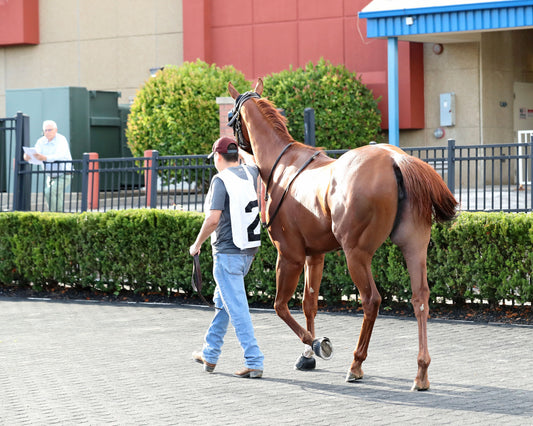 JUSTIFIABLE STEEL - The Princess of Sylmar Stakes - 08-17-26 - R07 - PID - Paddock 04