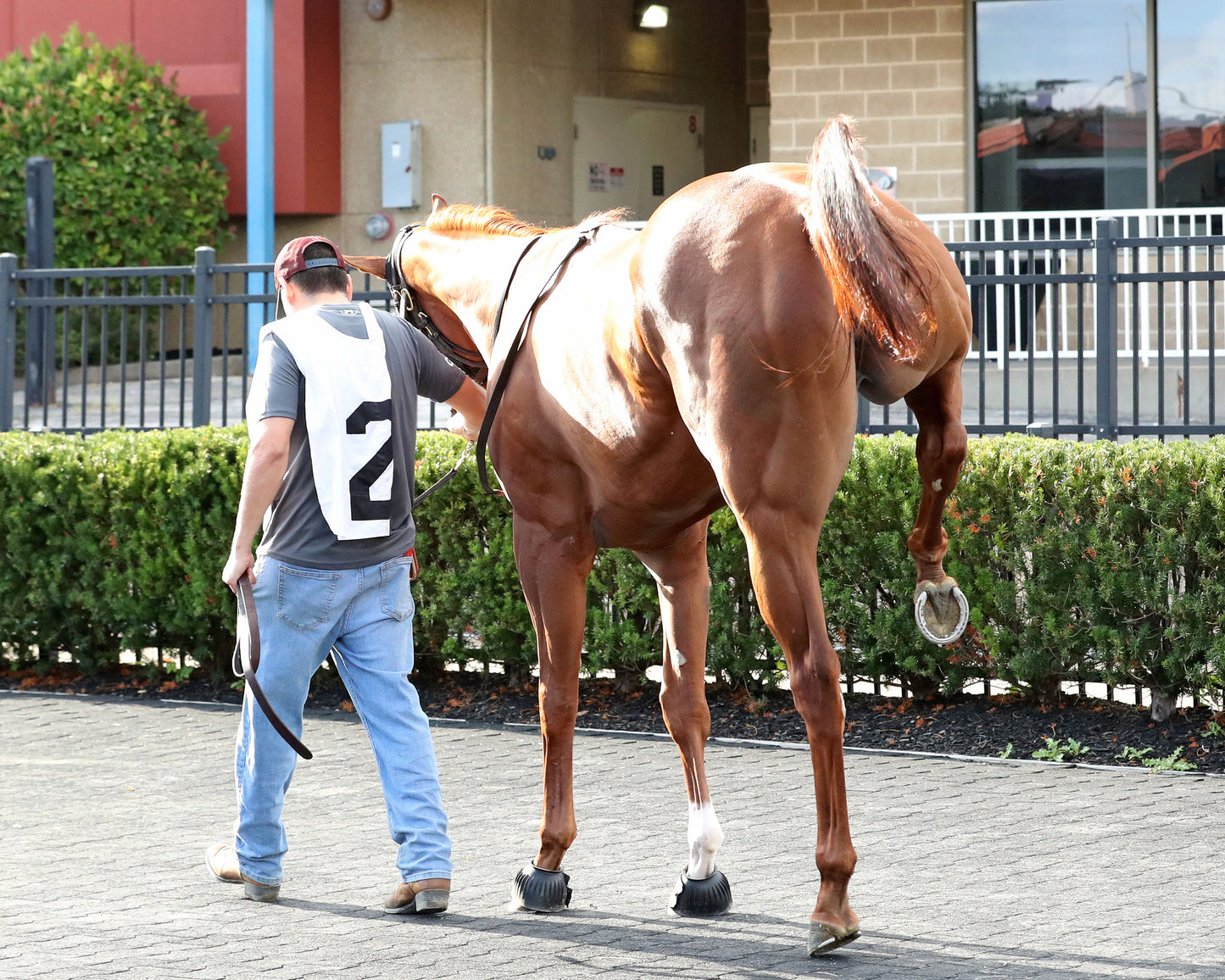 JUSTIFIABLE STEEL - The Princess of Sylmar Stakes - 08-17-26 - R07 - PID - Paddock 05
