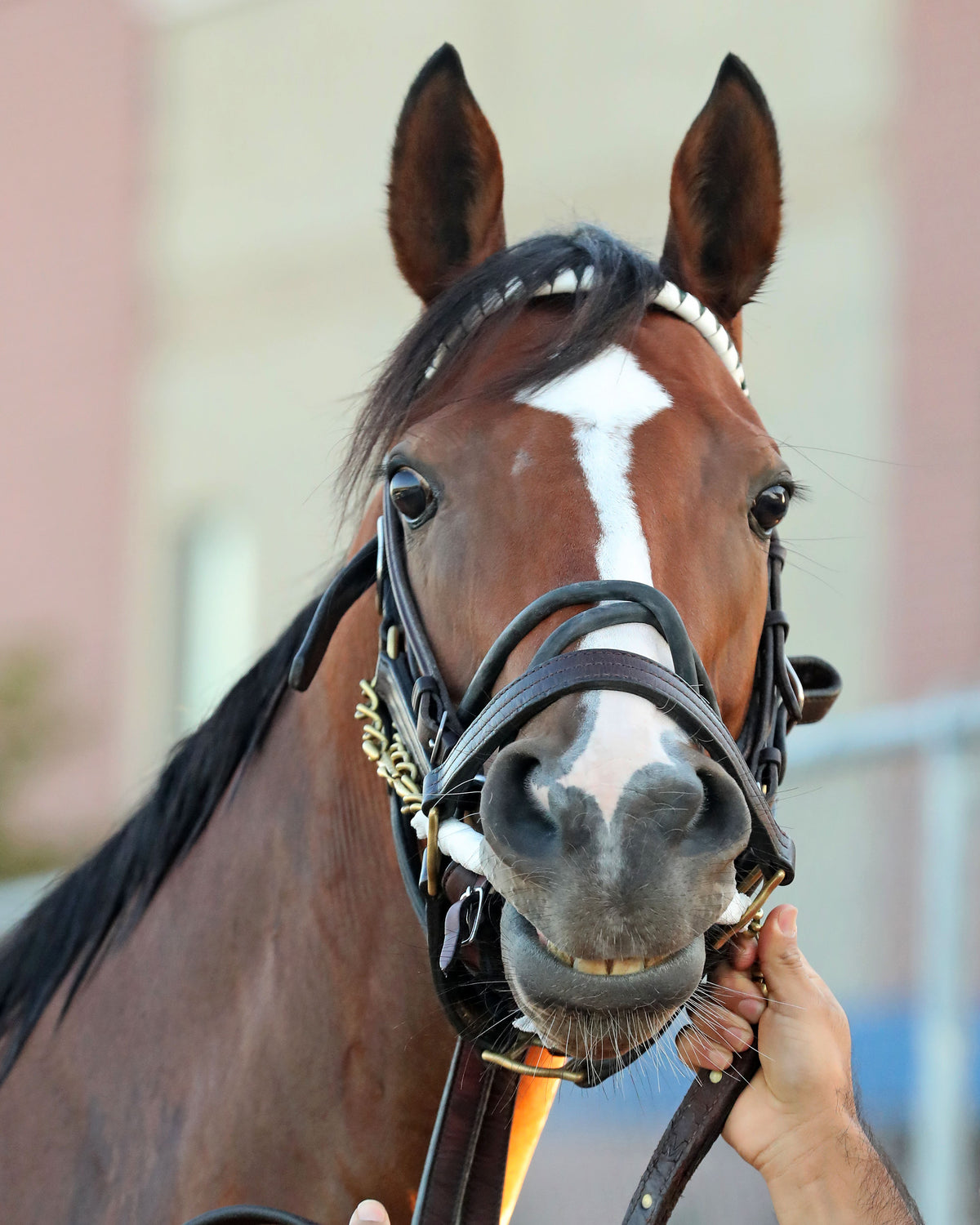 JUST RUTHLESS - The 20th Running of The H.B.P.A. Stakes - 10-12-26 - R07 - PID - Paddock 02