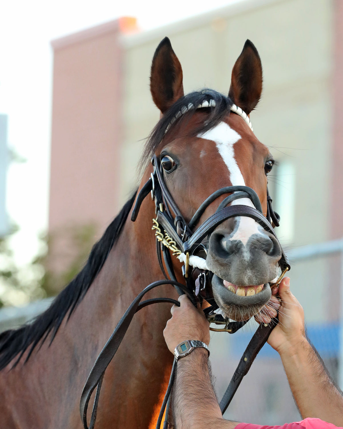 JUST RUTHLESS - The 20th Running of The H.B.P.A. Stakes - 10-12-26 - R07 - PID - Paddock 03