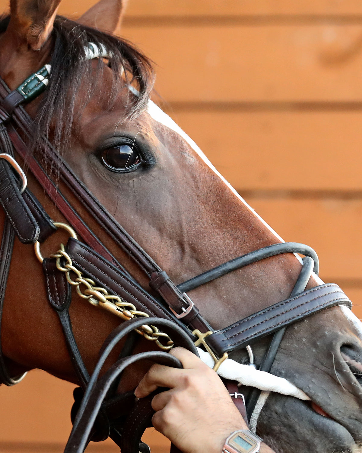 JUST RUTHLESS - The 20th Running of The H.B.P.A. Stakes - 10-12-26 - R07 - PID - Paddock 04