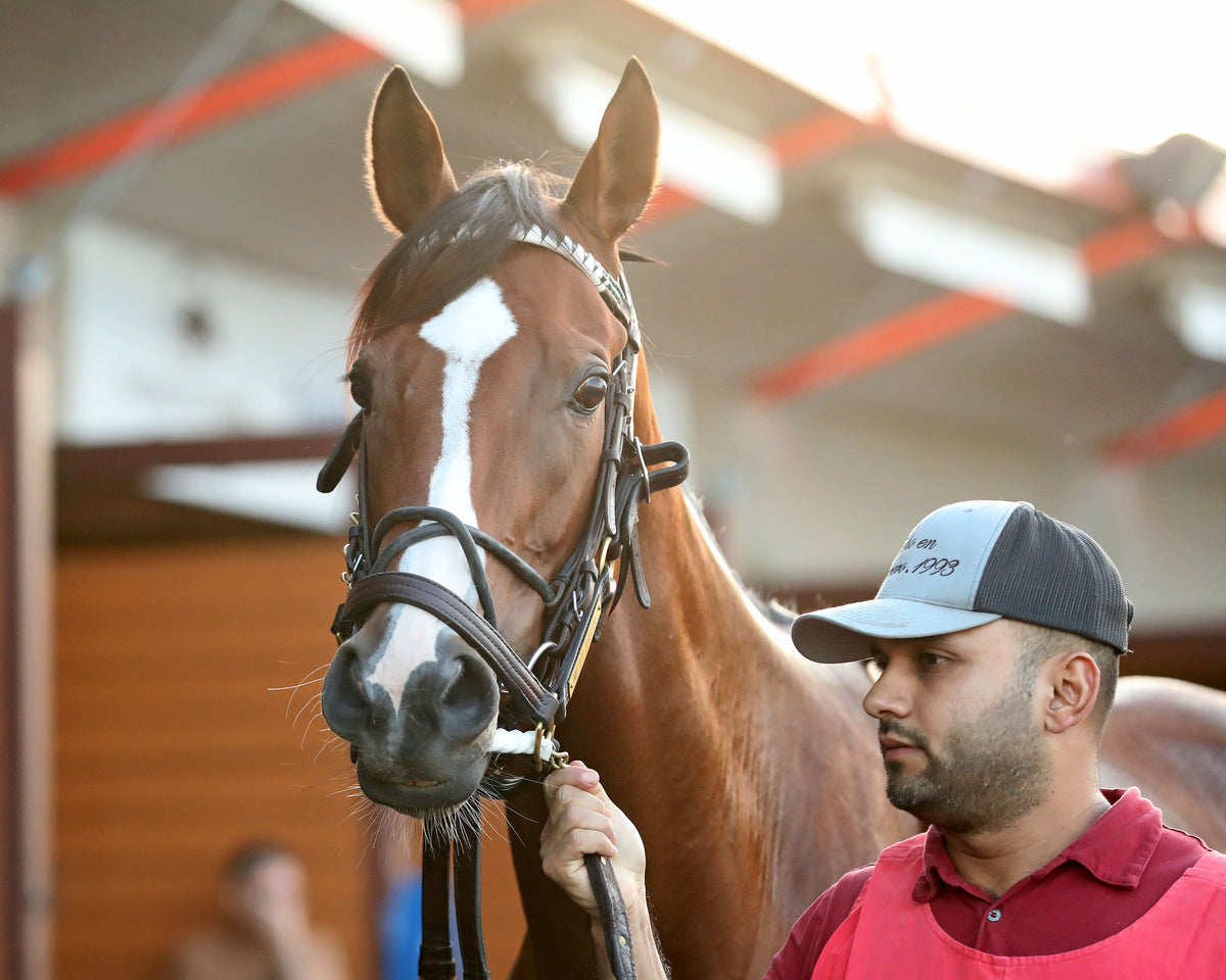 JUST RUTHLESS - The 20th Running of The H.B.P.A. Stakes - 10-12-26 - R07 - PID - Paddock 06