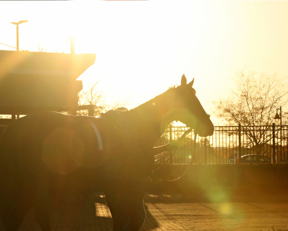 JUST RUTHLESS - The 20th Running of The H.B.P.A. Stakes - 10-12-26 - R07 - PID - Paddock 07