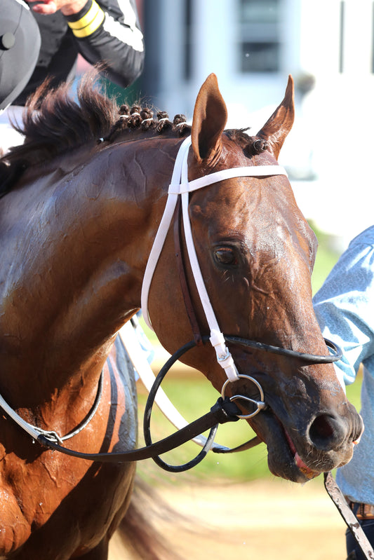 LAGYNOS - 053026 - Race 11 - CD  The Arlington Stakes G3 - Come Back 02