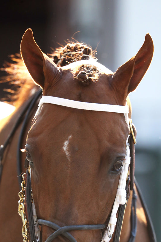 LAGYNOS - 053026 - Race 11 - CD  The Arlington Stakes G3 - Paddock 01