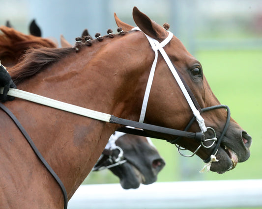 LAGYNOS - The Wise Dan G2 - 06-27-26 - R10 - CD - Gallop Out 01