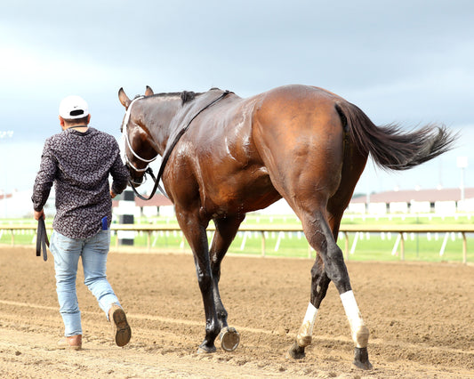 LEADING CHANGE - Indiana Derby - G3 - 07-11-26 - R12 - Horseshoe Indiana - Walk Back 04 - Cady Coulardot