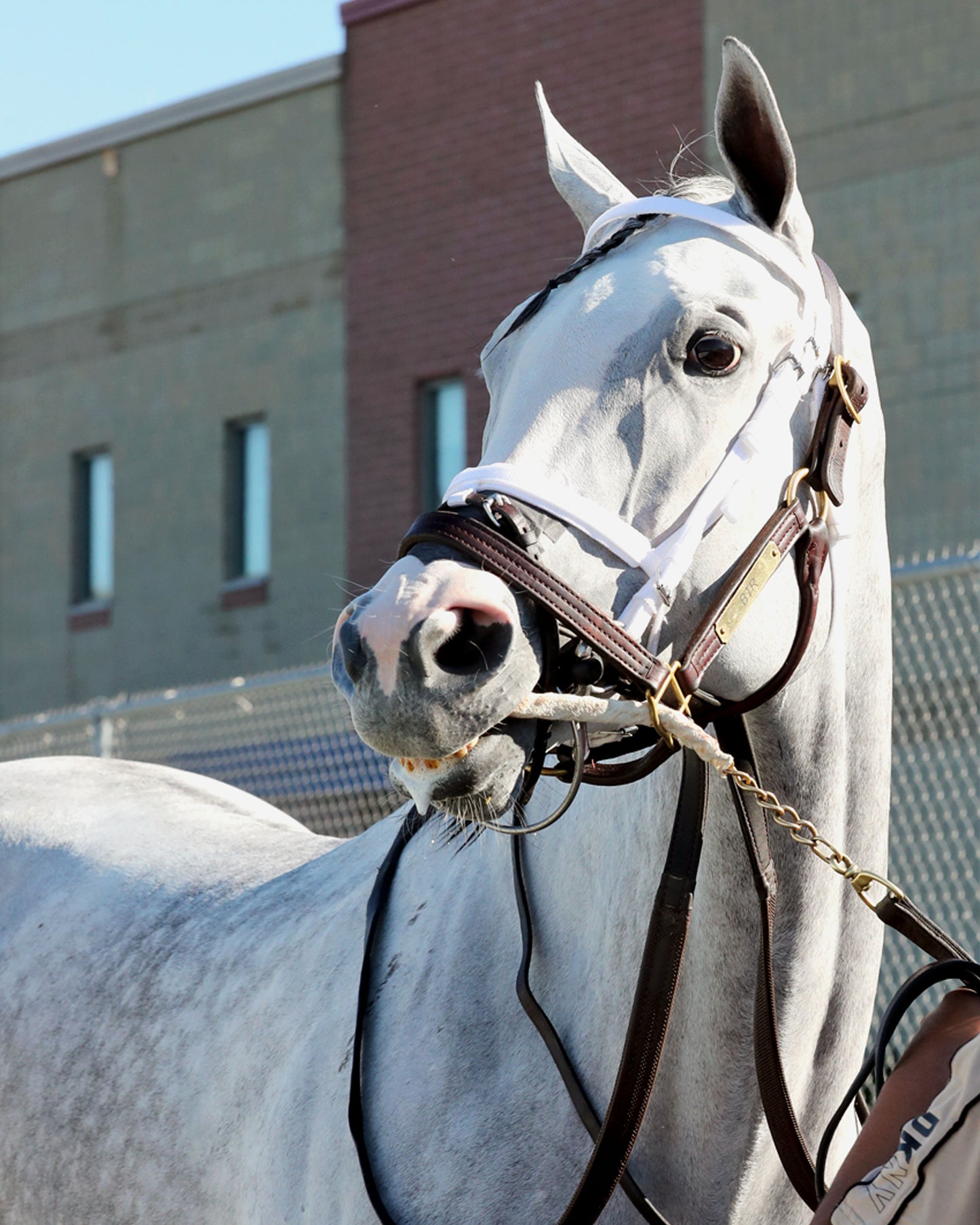 LOST AND FOUND - The Satin and Lace Stakes - 08-03-26 - R07 - PID - Paddock 02