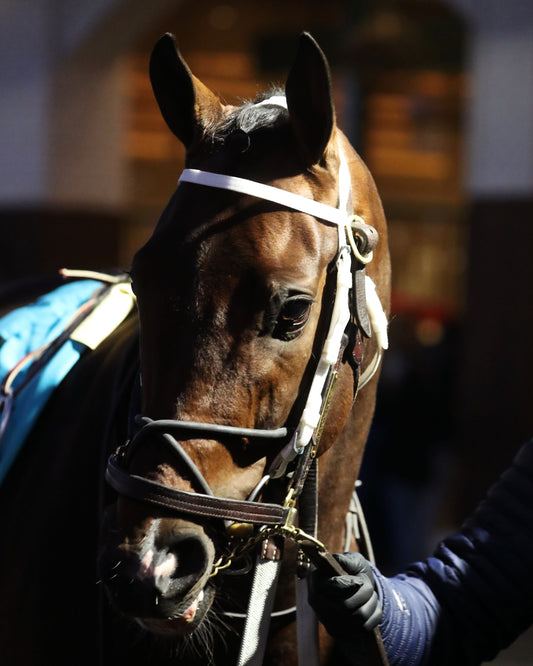 MAGNITUDE - The Clark G2 - 11-28-25 - R11 - CD - Paddock 01