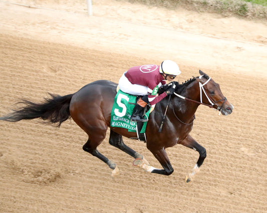 MAGNITUDE - The Razorback Handicap G3 - 02-28-26 - R10 - OP - Aerial Finish 01 - Coady Media - Kurtis Coady Photography