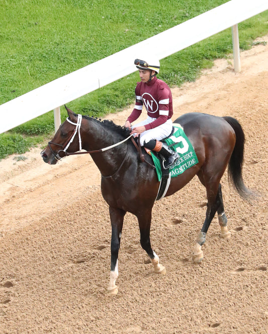 MAGNITUDE - The Razorback Handicap G3 - 02-28-26 - R10 - OP - Come Back 01 - Coady Media - Kurtis Coady Photography