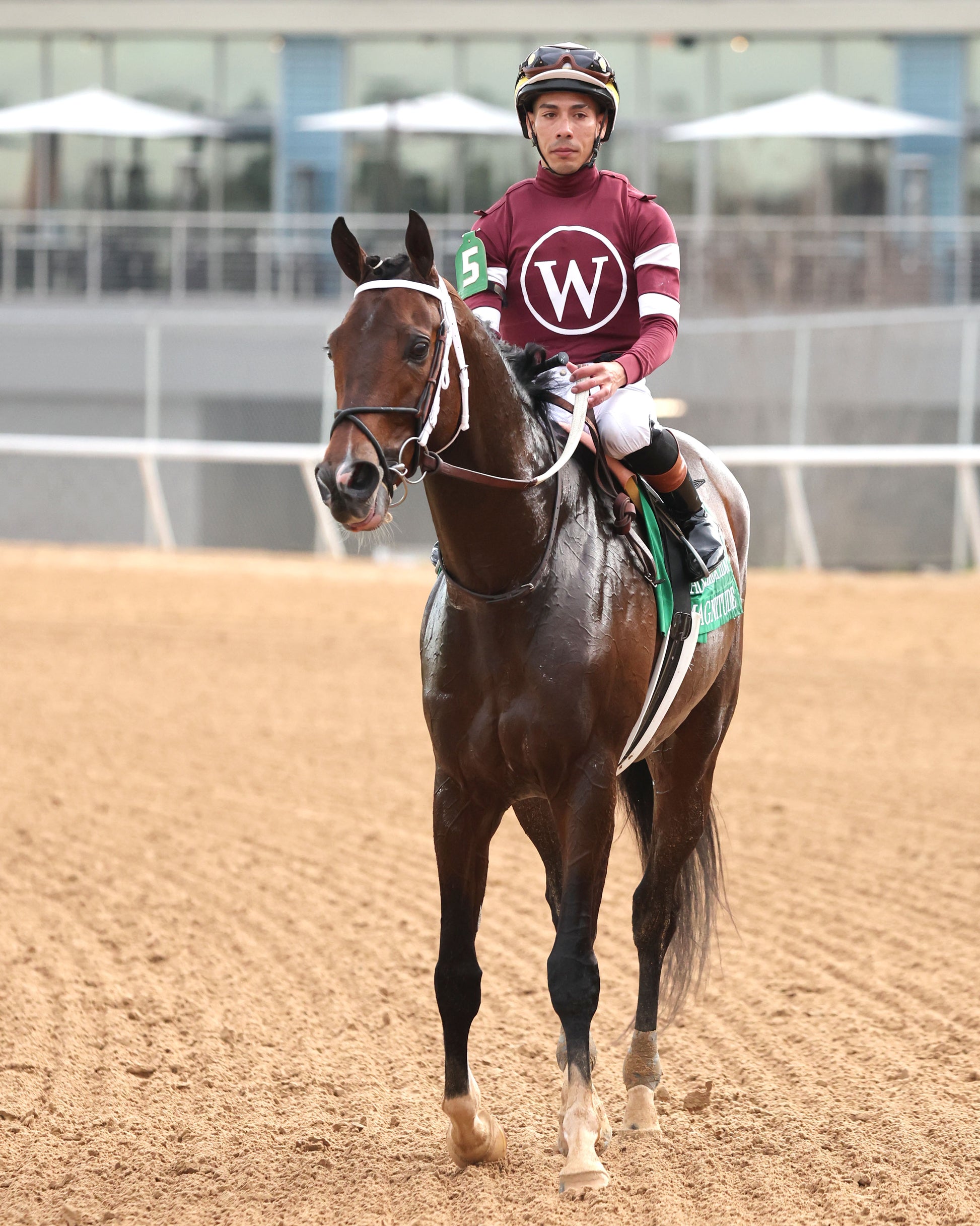 MAGNITUDE - The Razorback Handicap G3 - 02-28-26 - R10 - OP - Come Back 06 - Coady Media - Kurtis Coady Photography